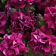 Петуния махровая многоцветковая Дуо бургунди Петуния махровая многоцветковая Дуо бургунди