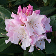 Рододендрон гибридный Чир Рододендрон гибридный Чир