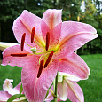 Лилия восточная Пинк Секрет Лилия восточная Пинк Секрет