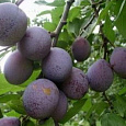 Слива Синяя птица Слива Синяя птица