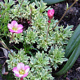 Камнеломка Арендса Variegata