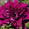 Петуния махровая многоцветковая Дуо бургунди Петуния махровая многоцветковая Дуо бургунди