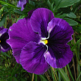 Виола крупноцветковая Селло Пьюр Мид Блю Виола крупноцветковая Селло Пьюр Мид Блю