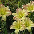 Лилейник гибридный Beautiful Edgings Лилейник гибридный Beautiful Edgings