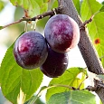 Слива домашняя Венгерка Воронежская Слива домашняя Венгерка Воронежская