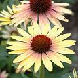 Эхинацея пурпурная Ивнинг Глоу Эхинацея пурпурная Ивнинг Глоу