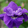 Ирис сибирский Ruffled Plus Ирис сибирский Ruffled Plus