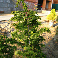 Кипарисовик тупой Fernspray Gold