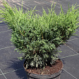 Можжевельник казацкий Мас Можжевельник казацкий Мас