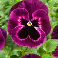 Виола крупноцветковая Селло Неон Парпл Виола крупноцветковая Селло Неон Парпл