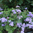 Агератум Голубая норка